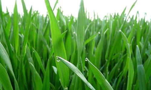 Juuch'bil xíiw cebada