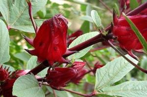 রোজলে এক্সট্র্যাক্ট