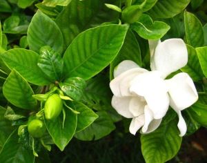 বাগান হলুদ