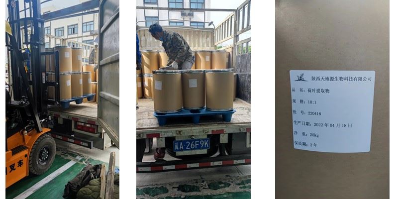 3000KG LOTUS LEAF EXTRACT ABOUT TO SHIP 3000KG LOTUS LEAF EXTRACT ABOUT TO SHIP