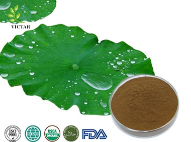 Lotus Leaf Extract