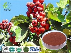 হাথর্ন লিফ এক্সট্র্যাক্ট