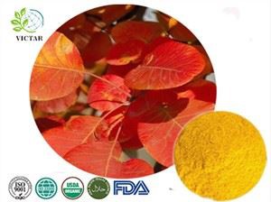 ফিসেটিন ৯৮ শতাংশ