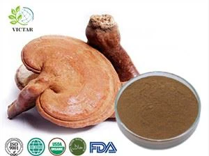 জৈব Reishi মাশরুম নির্যাস পাউডার